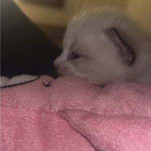 Meet your Posher, Chico